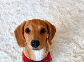 Spinger X beagle mix