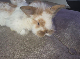 Lion head and lop ear baby rabbits