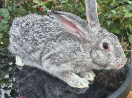 Beautiful Rare Blue/Grey New Zealand bunny's