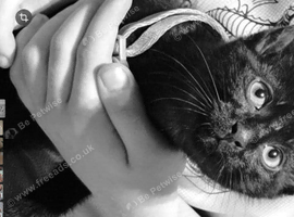 Kitten
