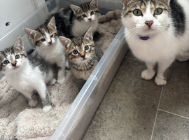 Adorable Kittens Looking for Loving Homes
