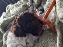 2 beautiful cockapoos for sale