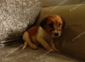 Jack Russell&rsquo;s