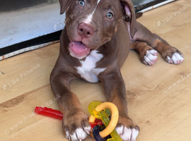 American bulldog x staffy