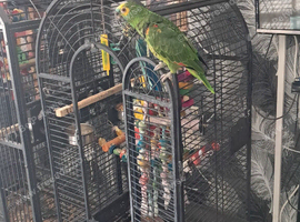 Brid
