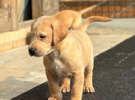 Fox Red Labradors - Little Copper Beauties with Big Hearts