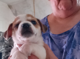 Jackawawa puppies for sale
