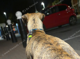 (Free)Bosco whippet Labrador cross