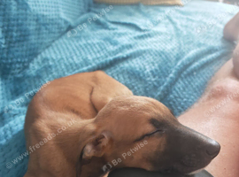Female lurcher puppy