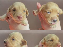 Clear Cream KC Reg Mini Dachshunds
