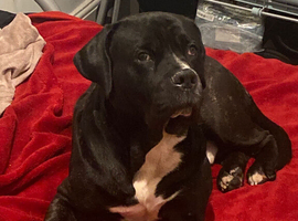 Cane Corso cross Presa Canario