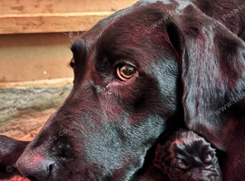 Gorgeous black Drakeshead labs looking for 5 ️ homes