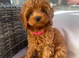 Cavapoo puppies ready for new homes