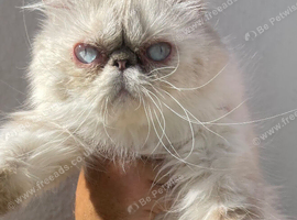 Persian female