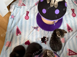 Kittens for sale