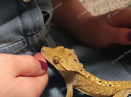 Male crested gecko