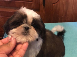 Shih tzu boy (Price Drop)