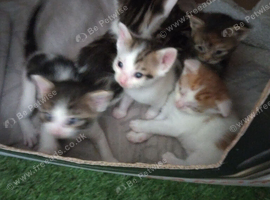 Kittens