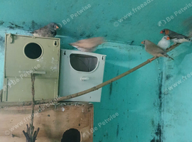 Nine zebra finches