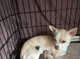 3 beautiful puppys
