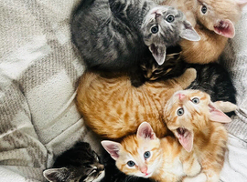 5 male kittens