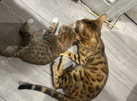 Beautiful Bengal Kitten - Only &pound;415! | Wembley, London ️