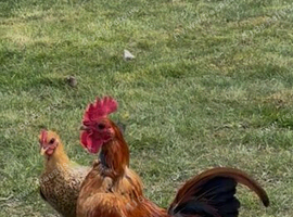 Old English ginger bantams