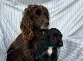 Cocker spaniel