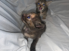 ready to leave now! mixed kittens