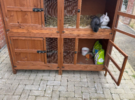 2x rabbits for sale. Male & Female
