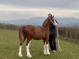 Registered welsh C 2yo filly show quality