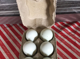 Pure Cream Legbar Hatching Eggs