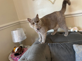Adorable British shorthair cat