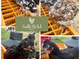 Pekins and marsbar chickens