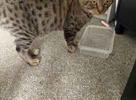 Bengal