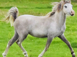 Adorable 2yr old filly