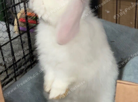 3 month old mini lop for sale