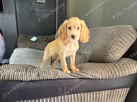 9 week old cocker spaniel&pound;500 female