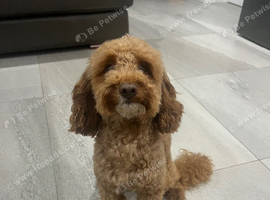 Male Toy Poodle