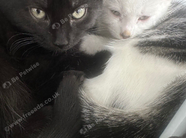 Selling two lovely kittens