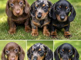 3 miniature dachshund puppies