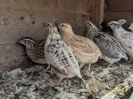 Courturnix Quail