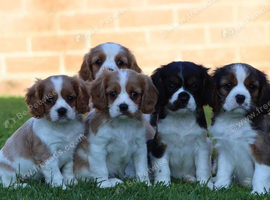 PLAYFUL CAVALIER X PUG  PUPPIES FOR SALE