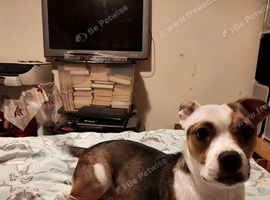 Lovely dog needs loving home