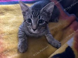 3 female kittens