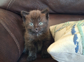 Persian Cross Kittens for Sale