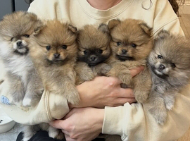 Last male Pomeranian puppy