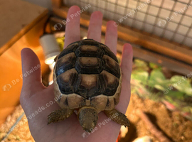 2 year old Herman&rsquo;s tortoise