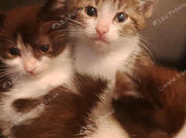 Beautiful little kittens