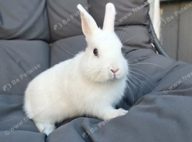 Netherland Dwarf Rabbits
